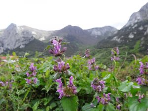 florespicos